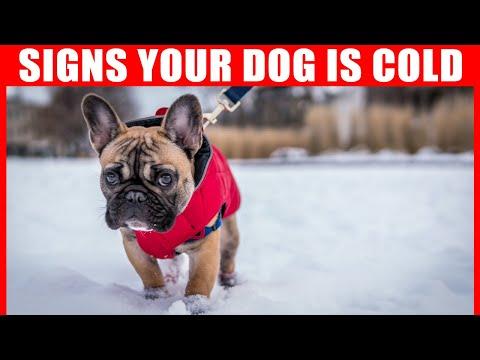 How to Tell if Your Dog is Cold? and Why Do Dogs Shiver? #Video