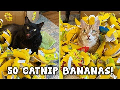 4 Cats + 50 Catnip Bananas!