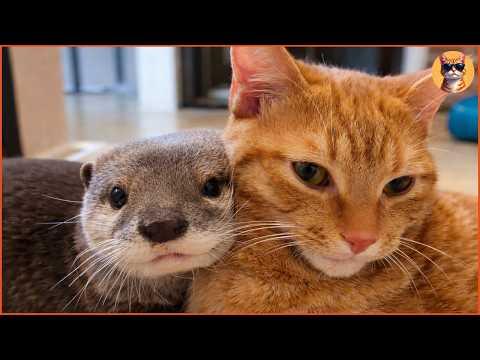 This Otter Can’t Sleep Without His Cat... #Video