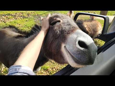 Nothing in This World Is Funnier Than Animals! #Video