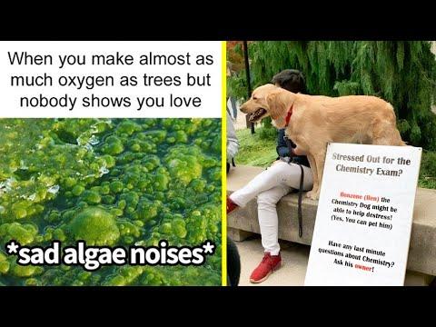 Funny And Geeky Posts That Won't Teach Anything, But Give Dopamine Instead #Video