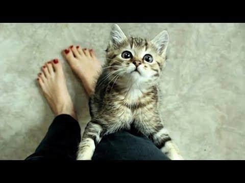 These Cats Wait For Your Return No One Does It #Video