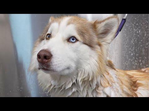 I Bathed This Husky in Lava & Dried Him With a Flamethrower #Video