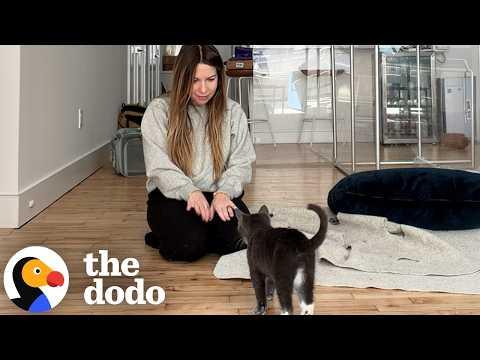 She Sat With A Terrified Kitten For Hours To Win Over His Trust #Video