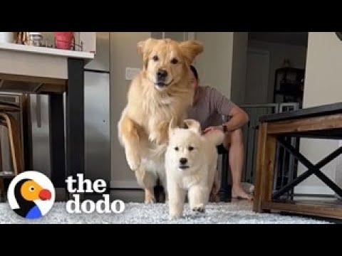 Golden Who Loves Being An Only Child Gets Surprised With A Sister #Video