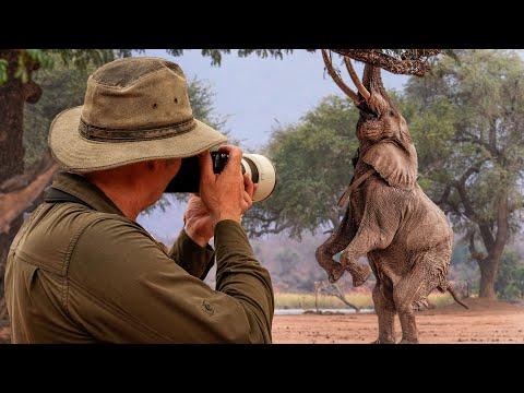 The Elephant Who Learned to Stand Tall | Robert E Fuller #Video