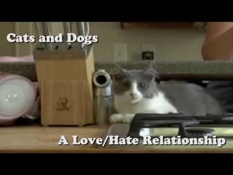 Dogs And Cats Have A Love-Hate Relationship