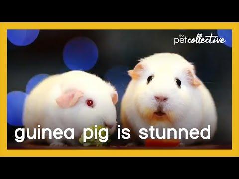 Guinea Pig Looks Stunned Video