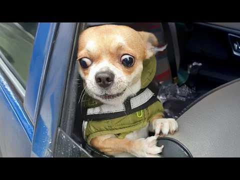 I Can’t Deal With These DRAMATIC CHIHUAHUAS! #Video