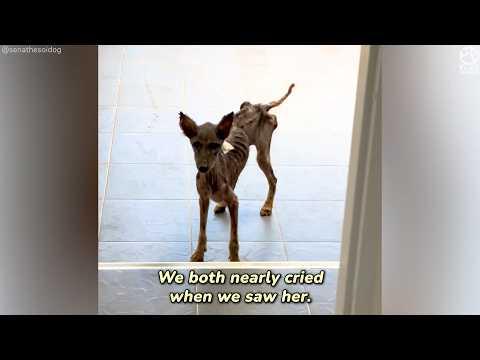 Skeleton dog is barely recognizable today #Video