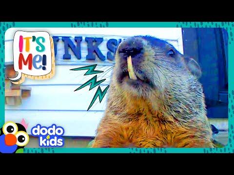 OH NO! This Groundhog’s Teeth Won't Stop GROWING! #Video