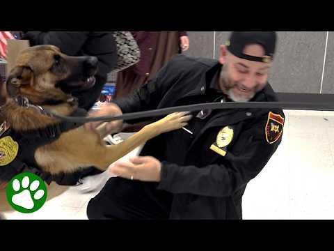 K9 spots his first handler in the wild after 6 months #Video