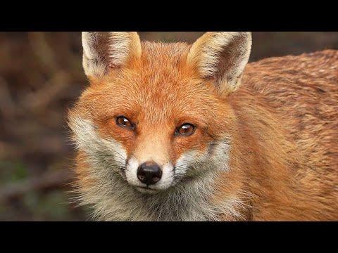 A Home Fit for a Fox Family | Red Fox | Robert E Fuller #Video