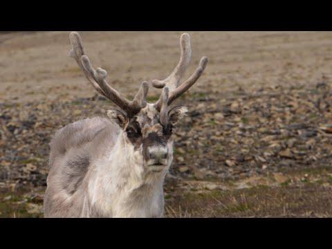 Svalbard Reindeer Grazing on Arctic Tundra | 4K | Arctic | Robert E Fuller #Video