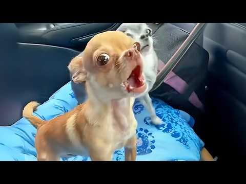 I Ordered a Calm Dog But I Got a CHIHUAHUA #Video
