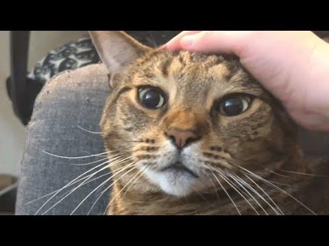 Shelter cat uses sweetest meow to get adopted #Video