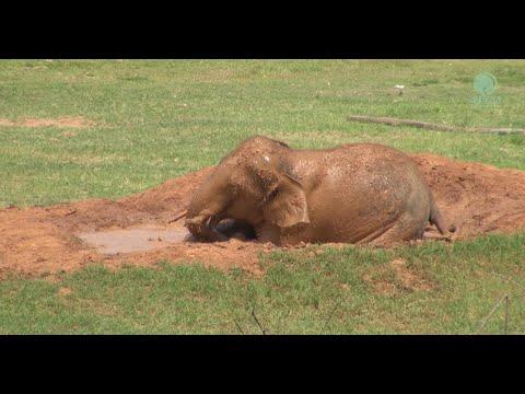 Remember Gluay Hom? Elephant From Circus And His 4 Years Living In Sanctuary - ElephantNews #Video