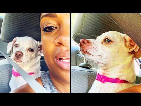 She Felt Betrayed | YOUR Daily Dose of Pets #Video