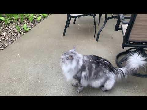 Maine Coon instantly regrets going outside. #Video
