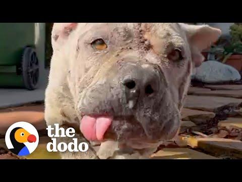 Nobody Wanted This Dog Because Of How He Looked #Video