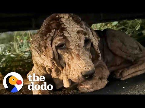 This Ancient-Looking Dog Is Actually A Puppy #Video