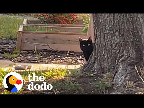 Interior Design Couple Builds Stray Cat A Winter Home #Video