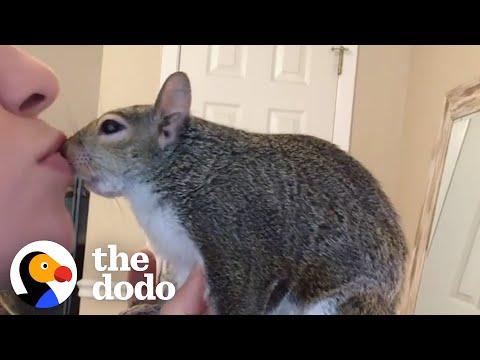 Squirrel Goes To Work In Her Mom's Hoodie #Video