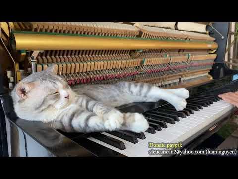 Painted Heart. Cat on Piano Video.