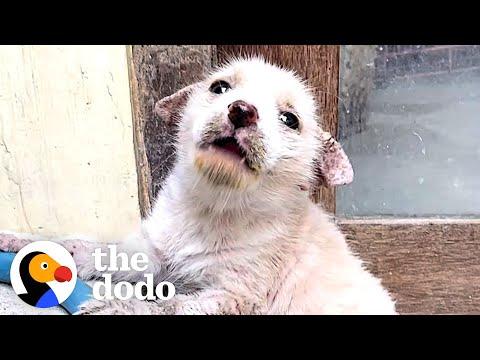 Mangey Street Puppy Completely Transforms #Video