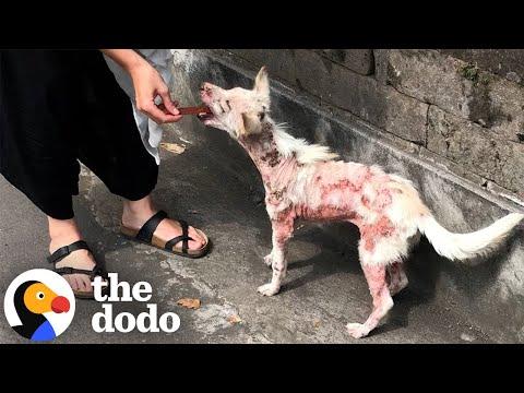 Rescued Street Dog Can't Stop Wagging Her Tail After Finding Love #Video