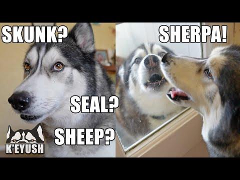 So Shocked! Genius Husky Works Out His Best Friend is here! #Video