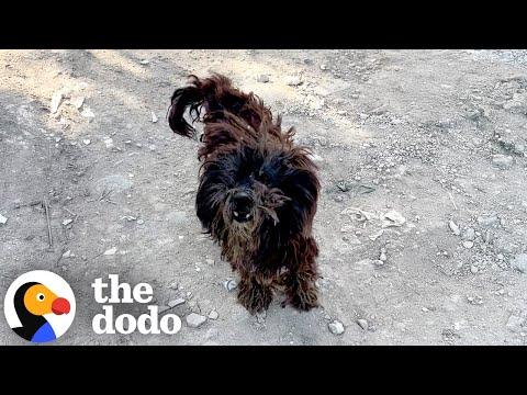 Heavily Matted Stray Dog Flies First Class To His New Home #Video