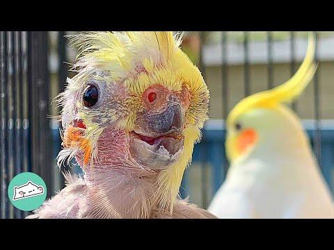 Featherless Cockatiel Lost His Love But Found A New Singing Partner #Video