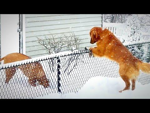 Golden Retriever Goes To The Fence Every Day To Visit His Girlfriend #Video