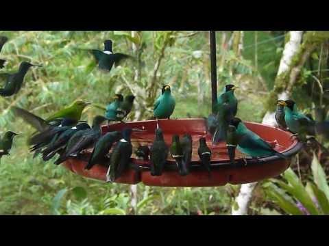 Huge Charm of Hummingbirds feeding Video