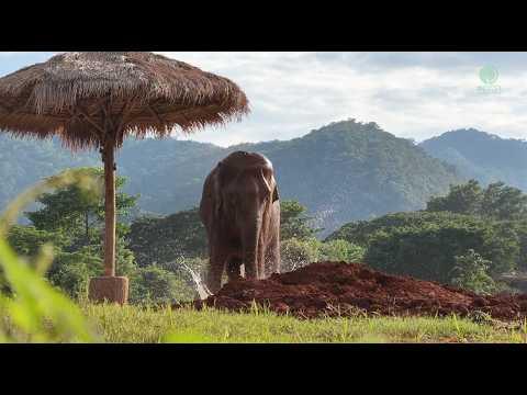 Rescued Elephant Boon Lom Explores Her New Home - ElephantNews #Video