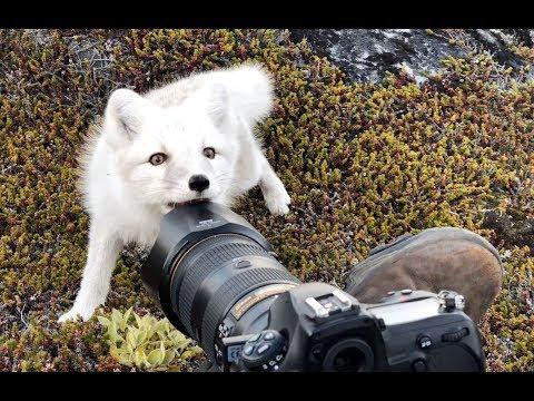 Encounter a young wild white Arctic Fox in Greenland #Video