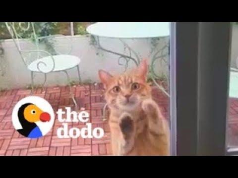 Neighbor's Cat Scratches On Couple's Door Every Day Asking To Come Inside #Video
