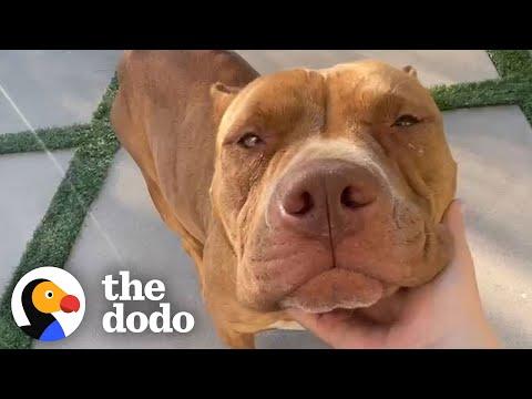 Growling Momma Pittie Momma Turns into the Biggest Lovebug #Video #Video