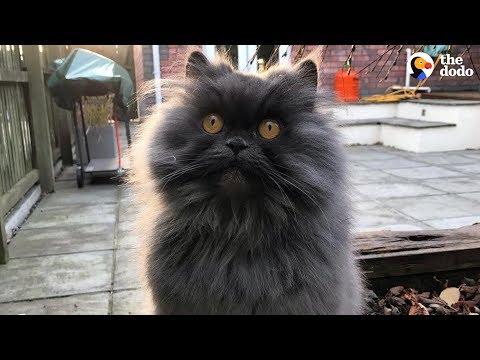 Brave Cat Travels Across The World To Her New Home - BOBBIE | The Dodo