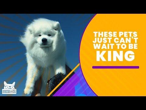 These Pets Just Can't Wait To Be King  | The Pet Collective