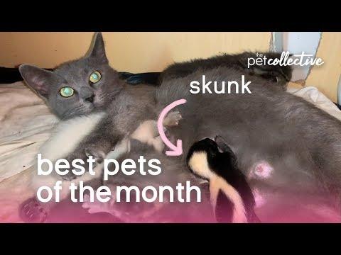 Best Pets of the Month (October 2019) | The Pet Collective