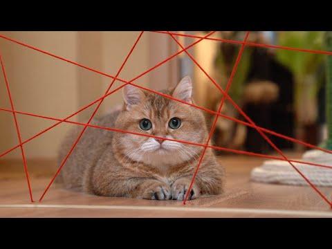 Mission: Impossible Cat Video