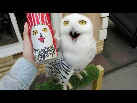 Owls Are so Funny and Seriously Underrated #Video