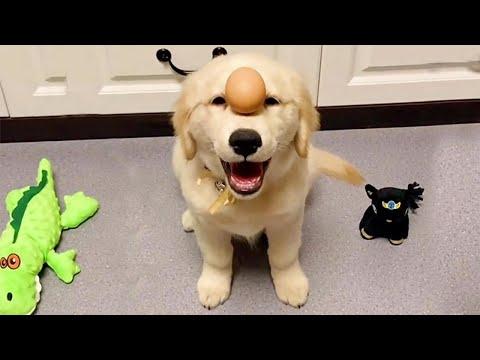 Super Cute Golden Pup Learning to Balance Things on Head #Video