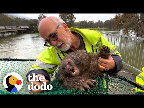 Stranded Wombat Desperately Needs Help After River Flood  #Video