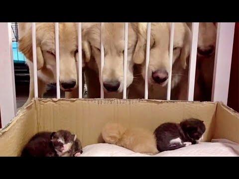 Golden Retrievers Watching Over Foster Kitten Babies Video