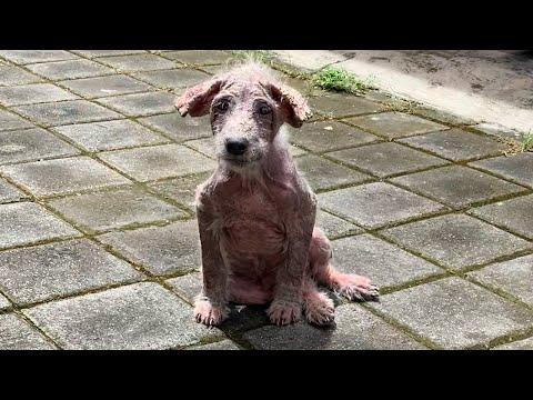Naked Street Puppy Is So Big And Fluffy Now #Video