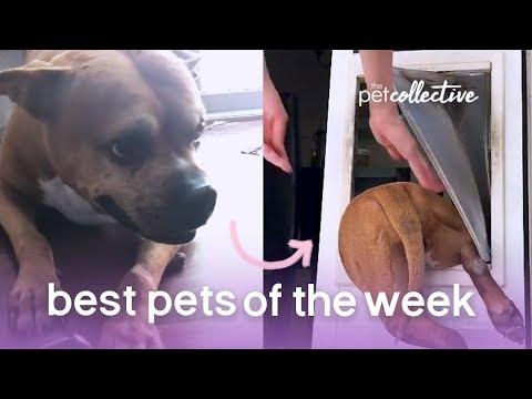 Best Pets of the Week - DOG ESCAPE ARTIST