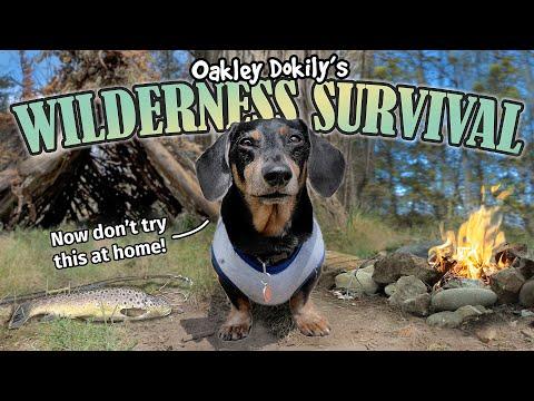 Oakley Survives in the Wilderness! - Funny Wiener Dog Survival Show! #Video